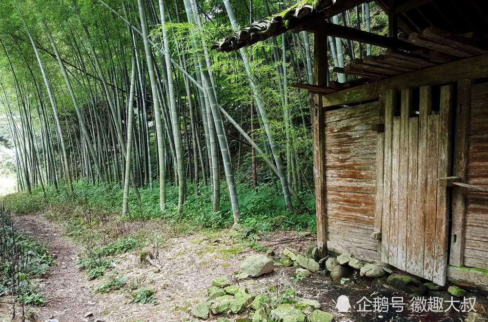 山村竹林里的老木屋，像不像李子柒家