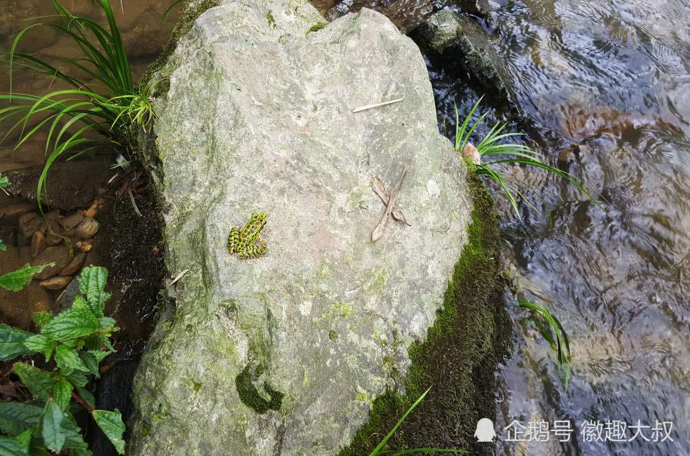 山村竹林里的老木屋，像不像李子柒家