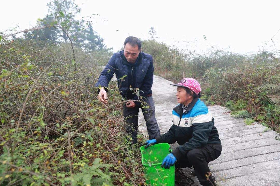 兴文农村随处可见的这个东西居然全身是宝，很多人靠它赚钱