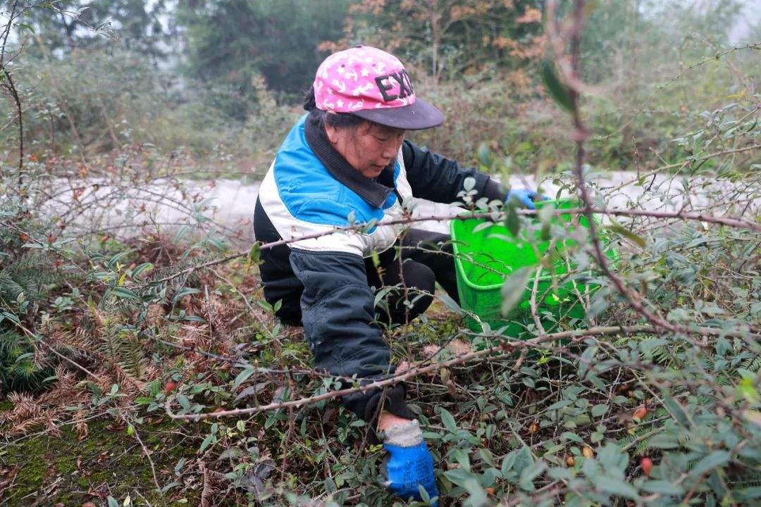 兴文农村随处可见的这个东西居然全身是宝，很多人靠它赚钱