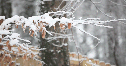 来了！安阳新年首场大范围雨雪今夜即将登场！