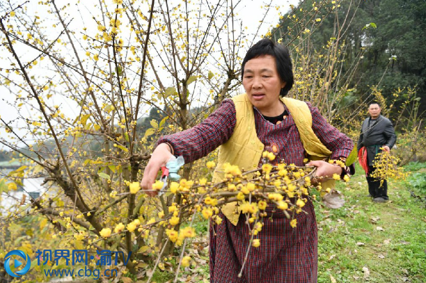 腊梅花迎寒绽放飘香整个南山