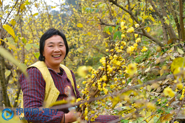 腊梅花迎寒绽放飘香整个南山