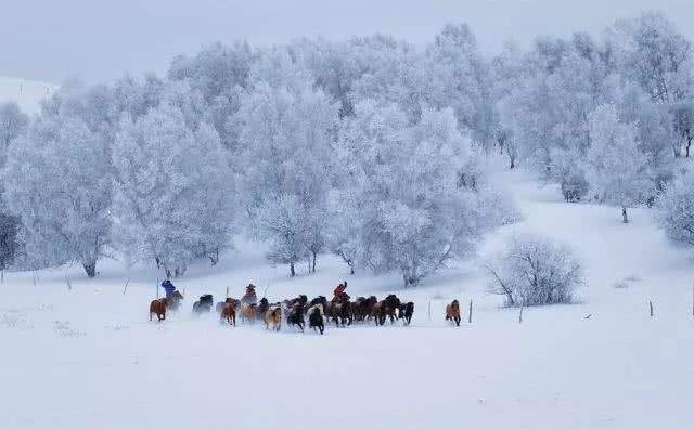 做一匹冬天的野马，在呼伦贝尔的雪原上纵驰人生！