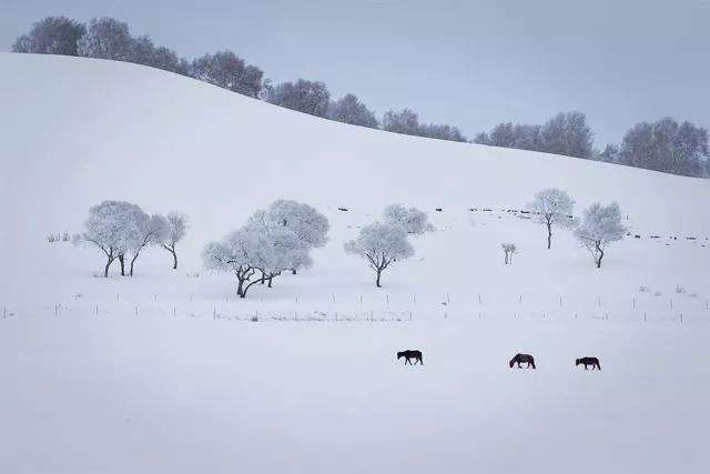 做一匹冬天的野马，在呼伦贝尔的雪原上纵驰人生！