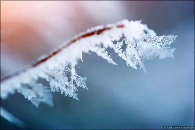 做一匹冬天的野马，在呼伦贝尔的雪原上纵驰人生！