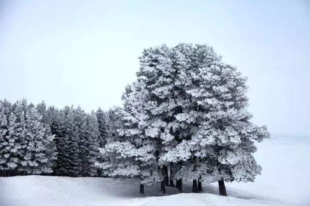 做一匹冬天的野马，在呼伦贝尔的雪原上纵驰人生！