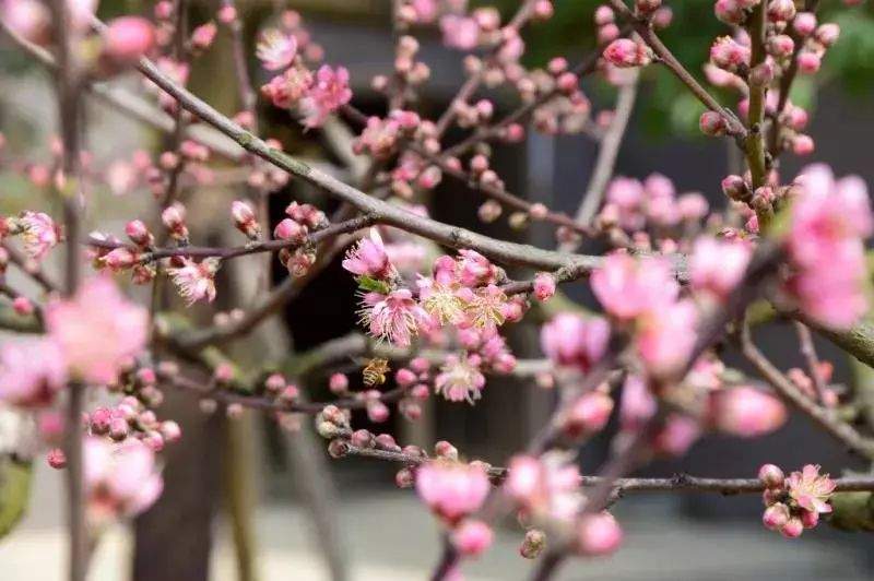 再见，贵阳中医学院！你好，贵州中医药大学！