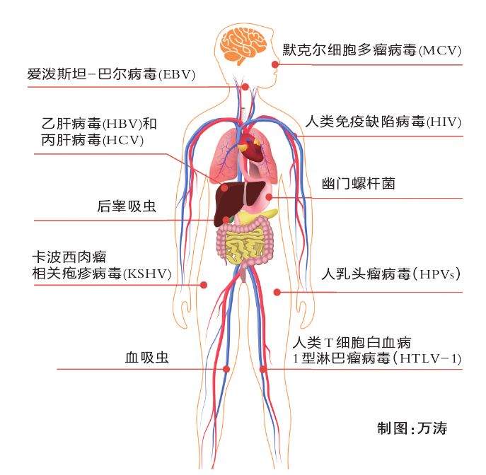 使用染发剂会增加患癌风险吗？