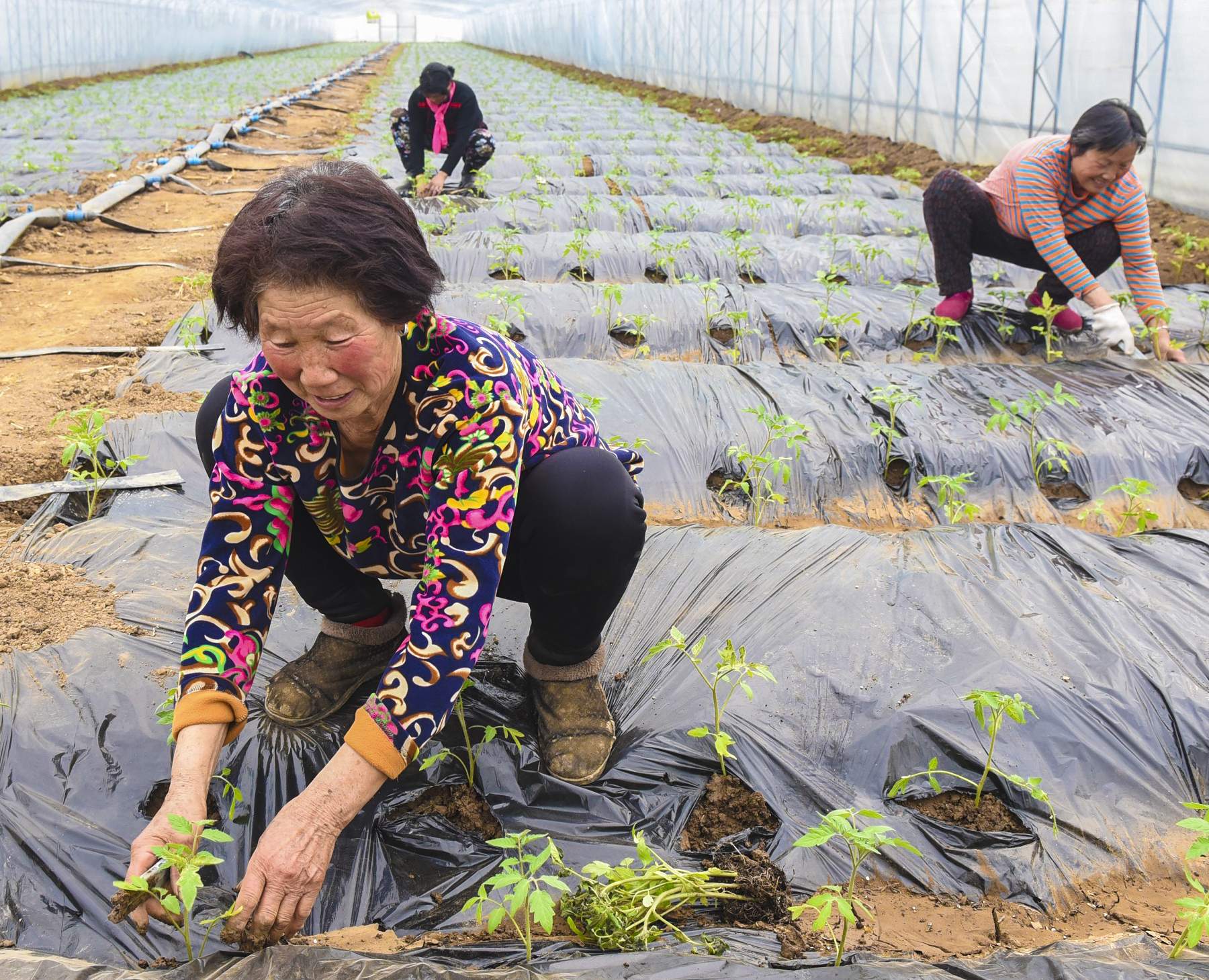 河北深州：建设现代农业园区助推乡村振兴