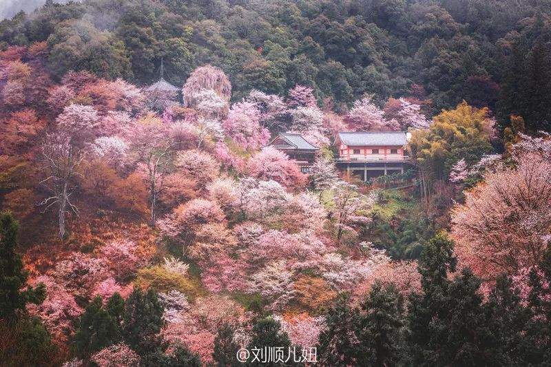 3月樱花季！成都将新增两条直飞航线，度假赏花了解一下？