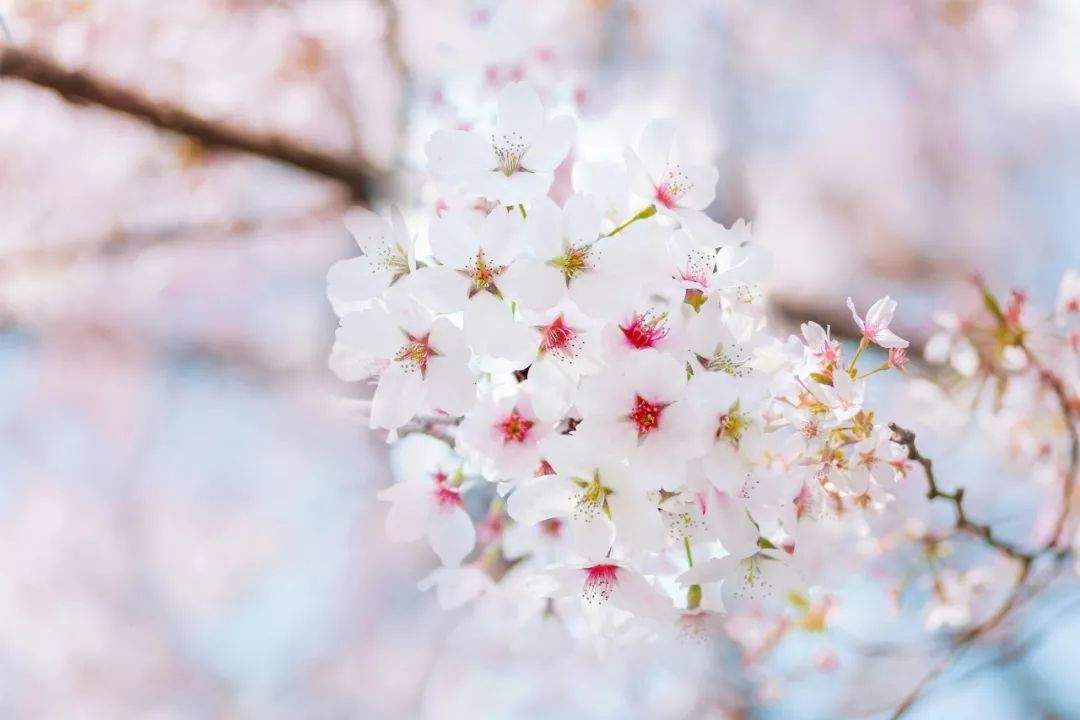 3月樱花季！成都将新增两条直飞航线，度假赏花了解一下？