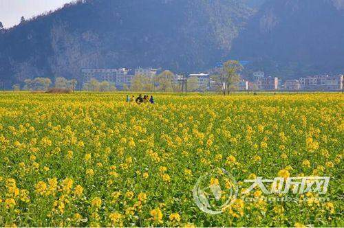 第12届古蔺双沙菜花旅游文化开放月3月9日盛大开幕