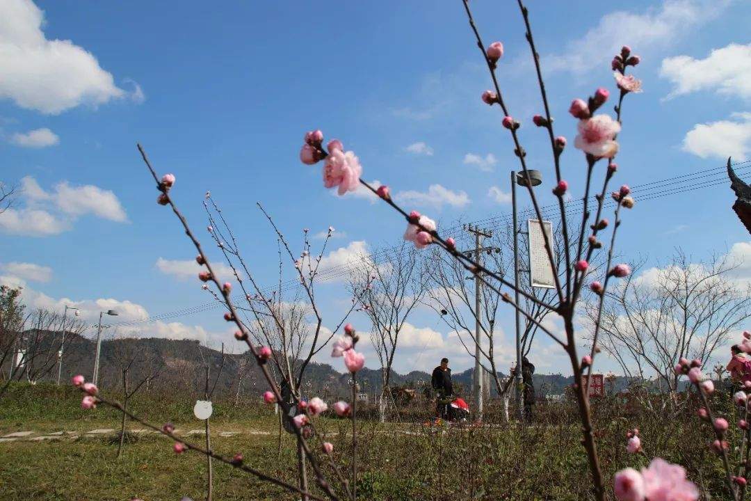 【便民信息】桃花岛公园要暂时关闭，咋回事呢？