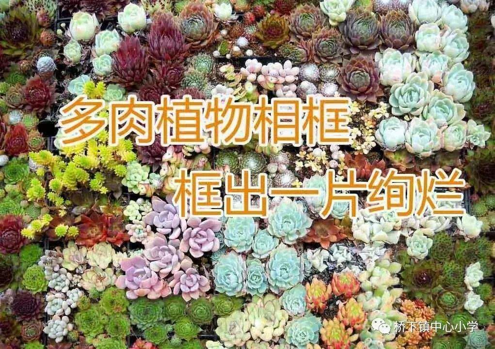 【温馨工会】桥下中心庆祝“3.8妇女节”活动