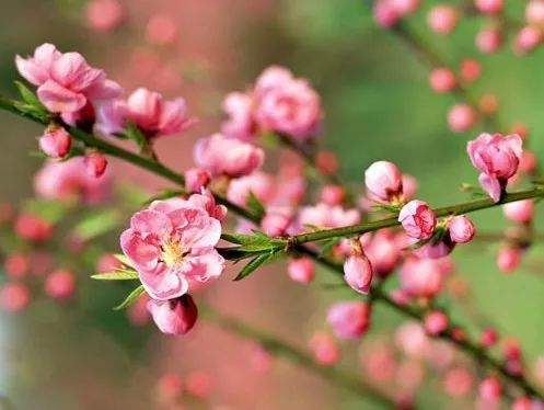 邂逅“千亩桃林”，走马第十九届桃花节升级来袭！