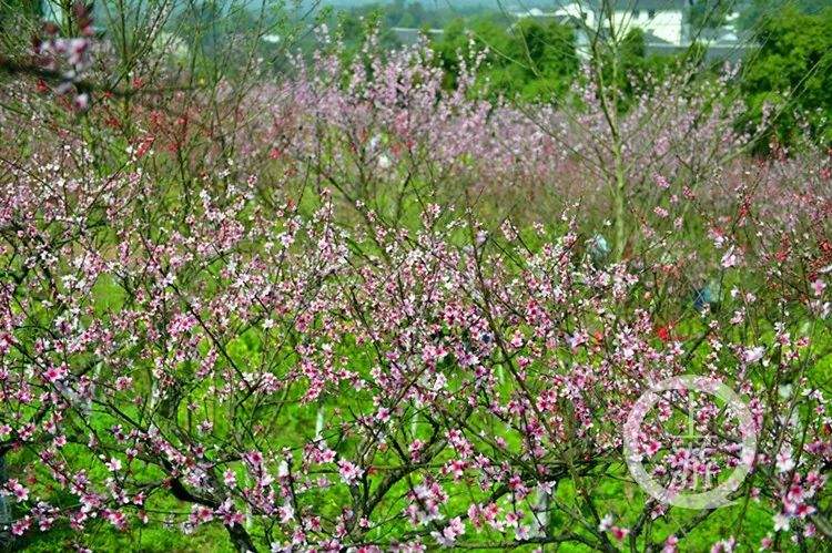 邂逅“千亩桃林”，走马第十九届桃花节升级来袭！