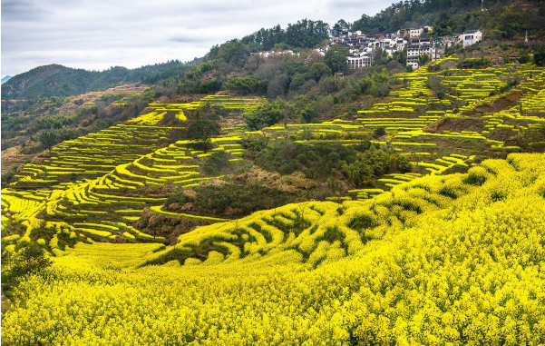 又见满山油菜花开，中国最美丽的油菜花基地，美醉了!