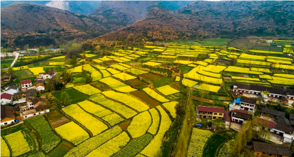 又见满山油菜花开，中国最美丽的油菜花基地，美醉了!