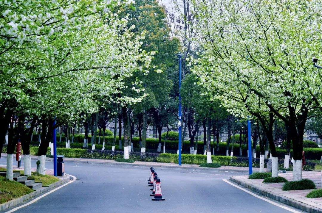 任您下载，西政的春天