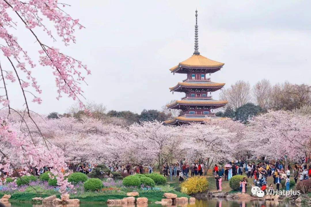 武汉最美樱花马拉松，21KM约会浪漫东湖