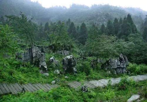 国际森林日：彭水摩围山景区免门票啦