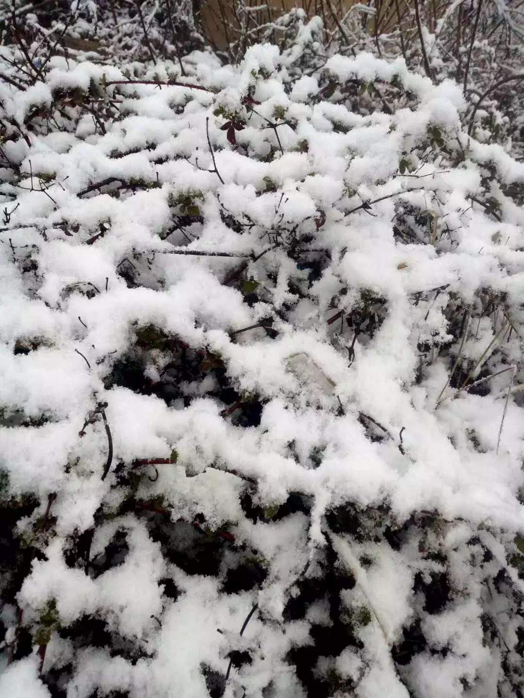 贵州这里居然下雪啦！明天起全省大升温，过两天强降雨