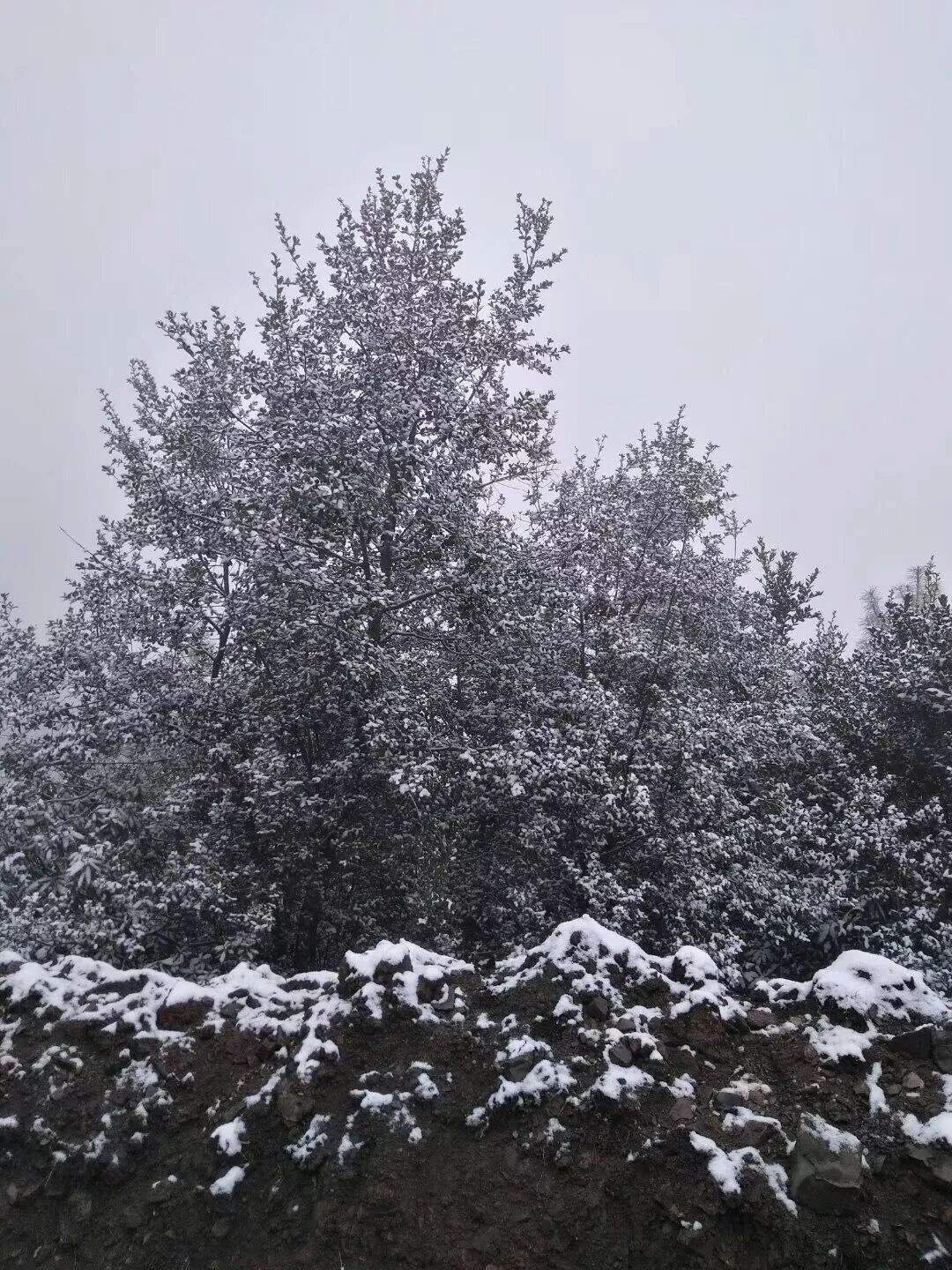 贵州这里居然下雪啦！明天起全省大升温，过两天强降雨