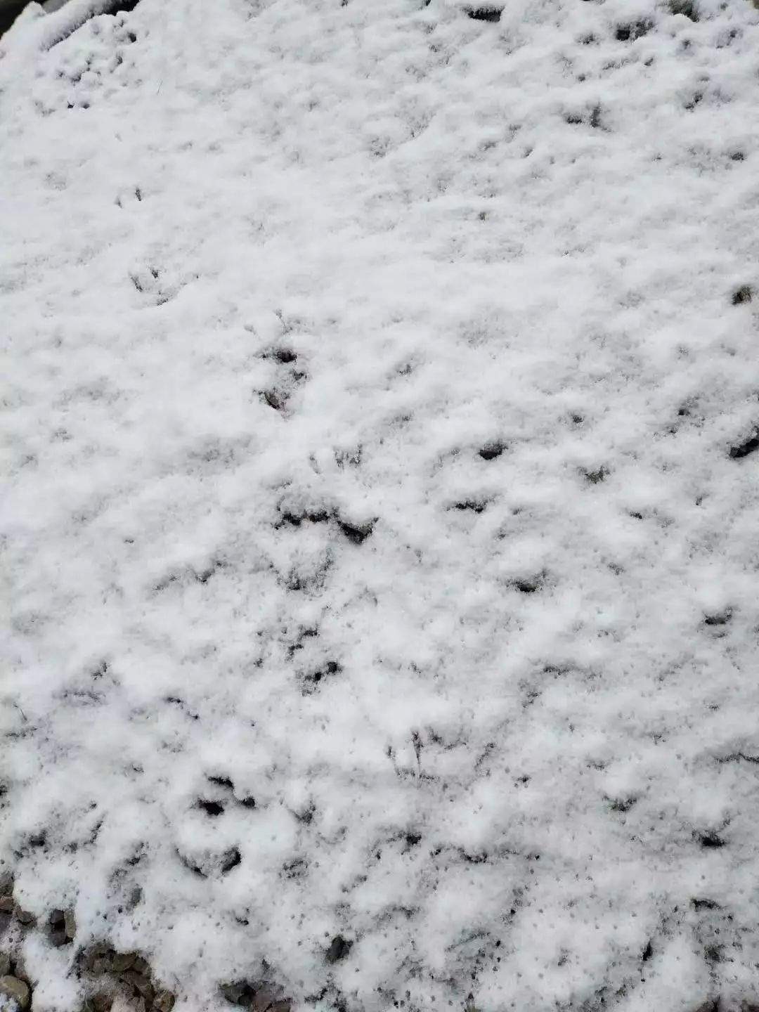 贵州这里居然下雪啦！明天起全省大升温，过两天强降雨