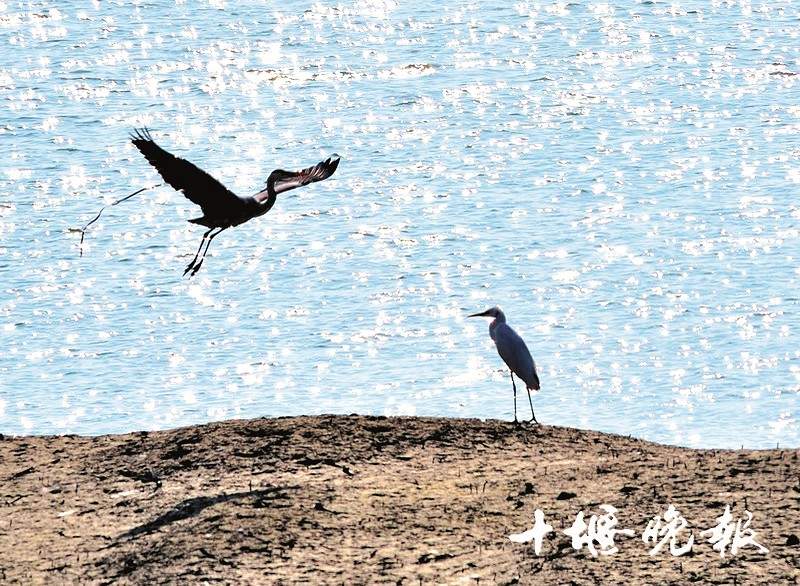 汉江湿地 鸟类家园