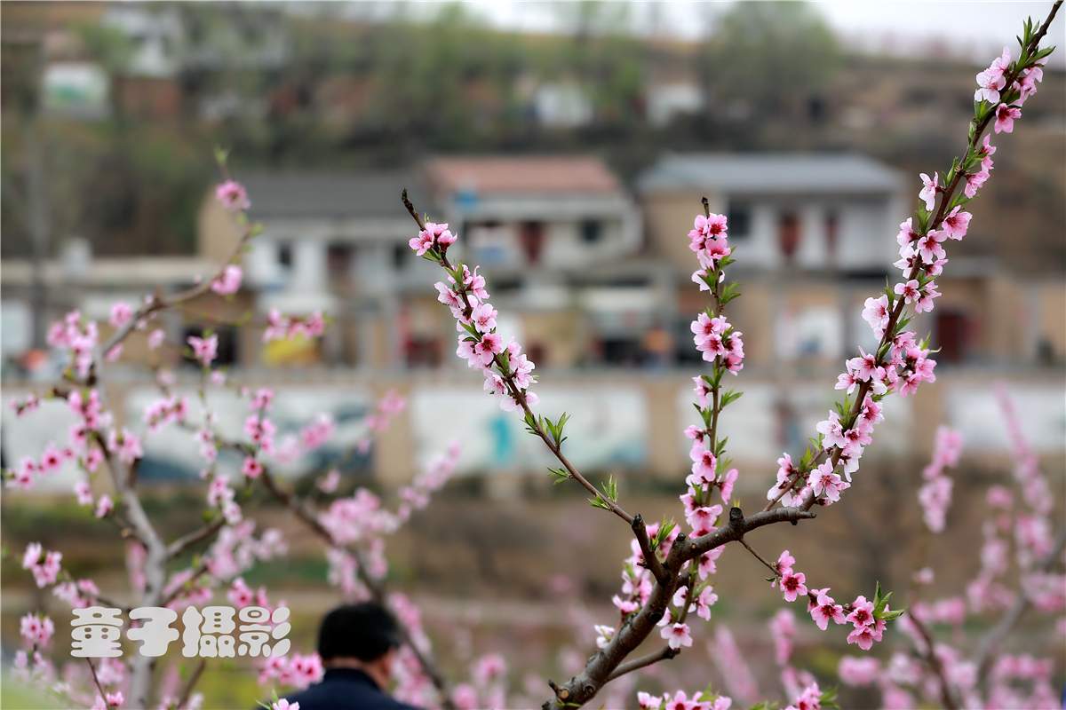 	洛阳第四届“美丽上观”桃园文化节隆重开幕 