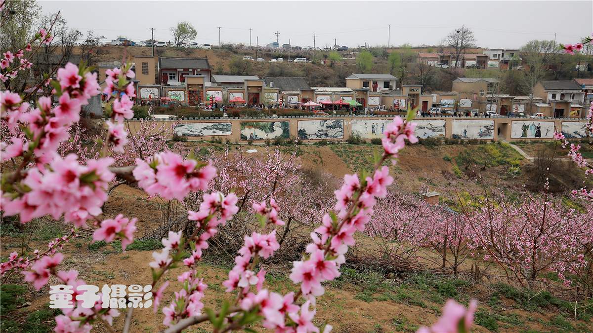 	洛阳第四届“美丽上观”桃园文化节隆重开幕 