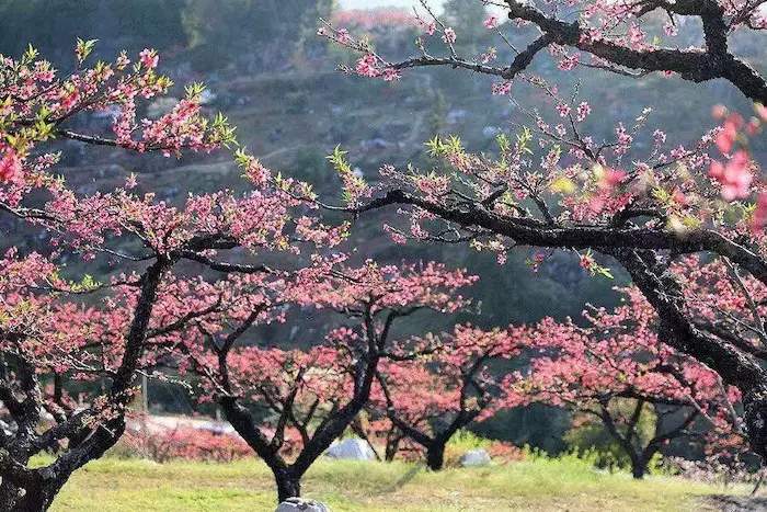 长安释放生态红利 缤纷花海全力提升人民幸福指数