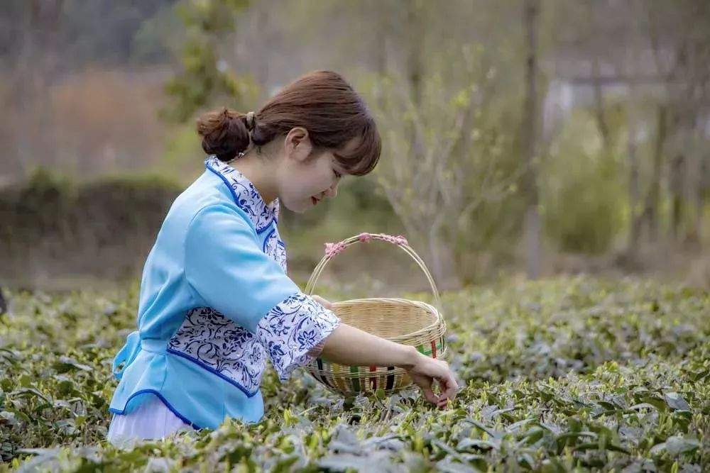 春色满园关不住，2019年青木川采茶节暨夺宝秦兵邀请赛顺利开幕！