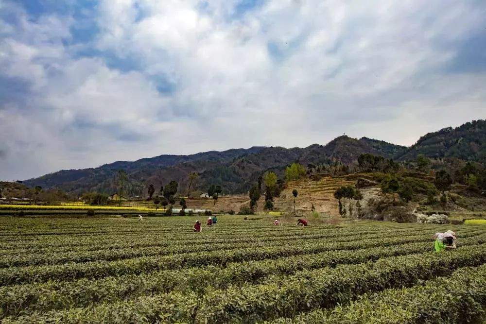 春色满园关不住，2019年青木川采茶节暨夺宝秦兵邀请赛顺利开幕！