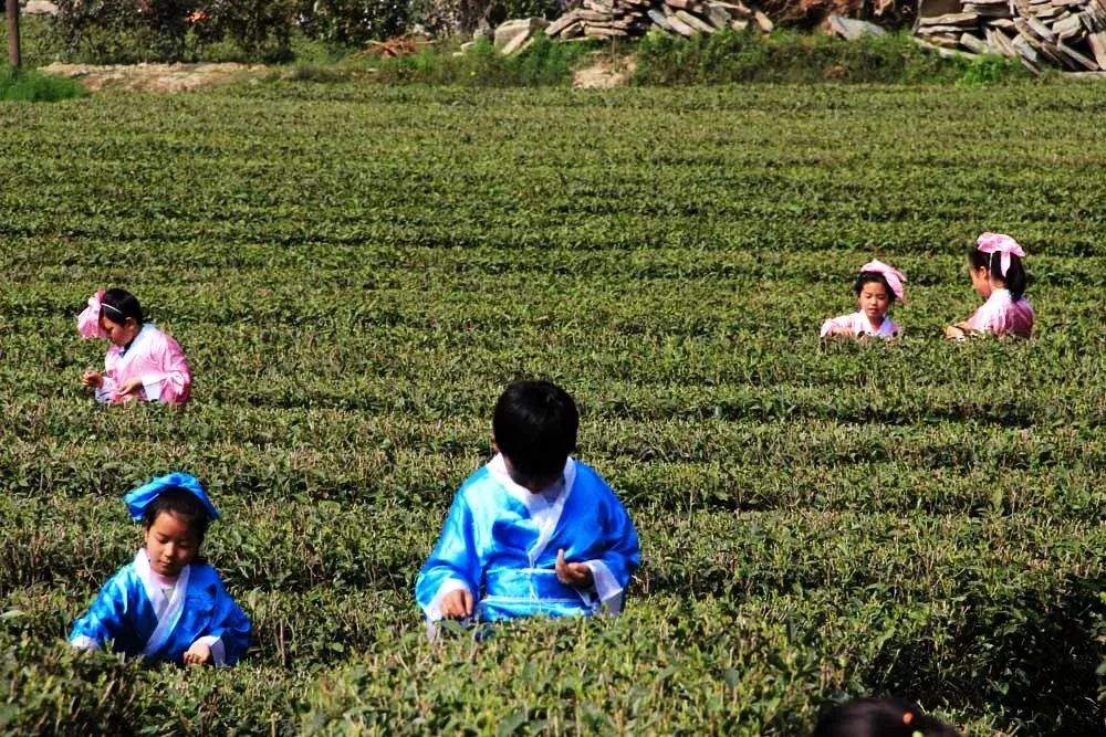 春色满园关不住，2019年青木川采茶节暨夺宝秦兵邀请赛顺利开幕！