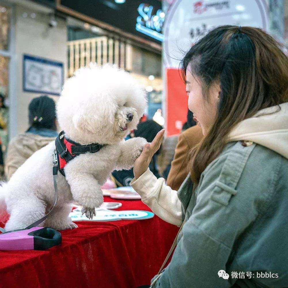 蚌埠宝龙广场|第三届狗狗公益运动会报名开始啦！