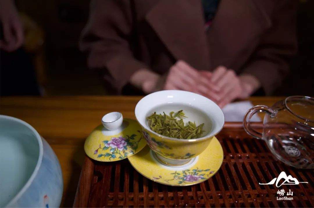 小编带你游崂山 | 带你看看第一茬崂山大田明前茶