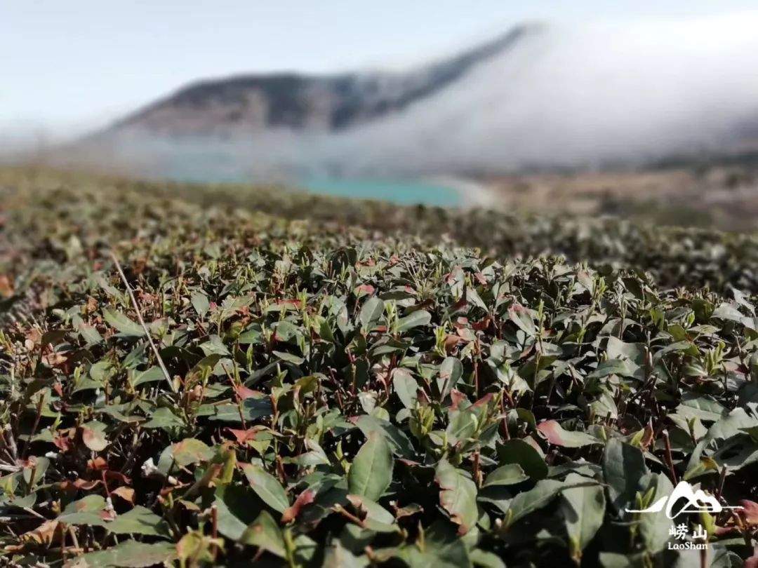 小编带你游崂山 | 带你看看第一茬崂山大田明前茶