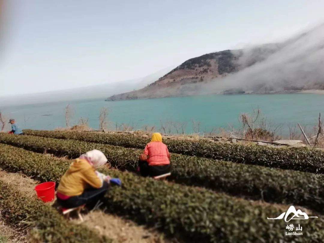 小编带你游崂山 | 带你看看第一茬崂山大田明前茶