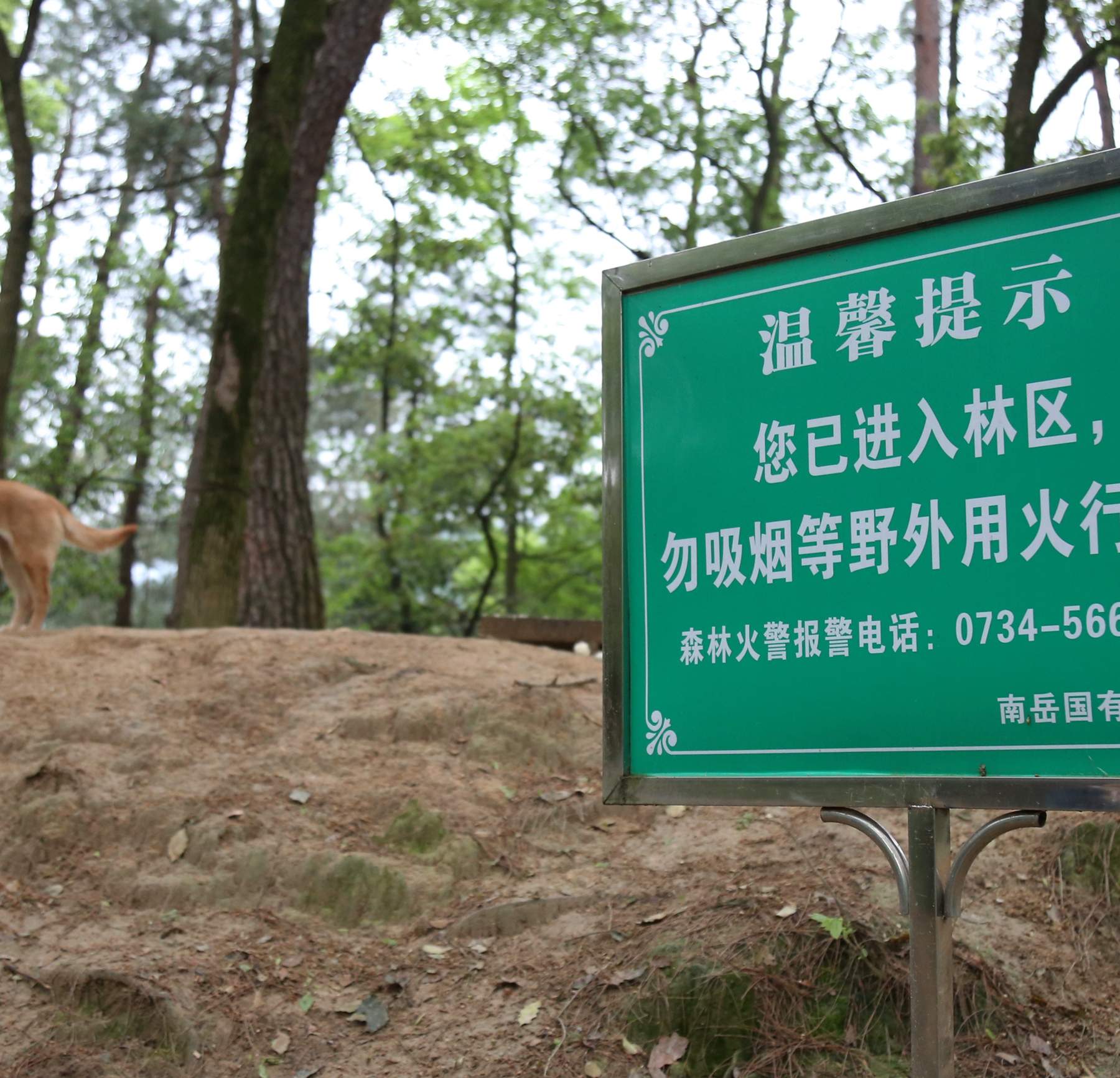 南岳区：严防森林火灾，保护绿水青山