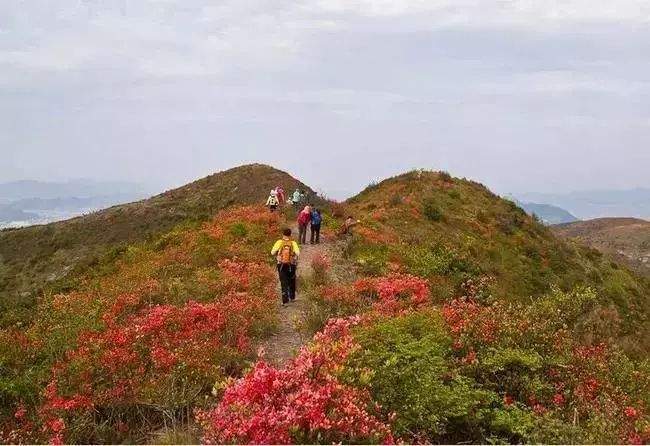 杜鹃花海&飞拉达‖4.13-14徒步温岭上堡山，体验亚洲第一险，绝壁上的舞者—雁荡山飞拉达