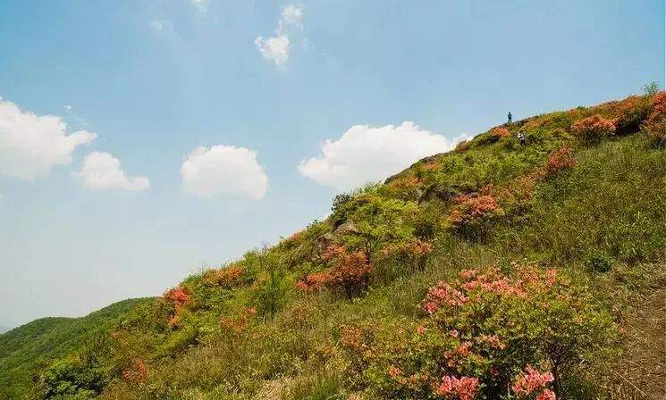 杜鹃花海&飞拉达‖4.13-14徒步温岭上堡山，体验亚洲第一险，绝壁上的舞者—雁荡山飞拉达