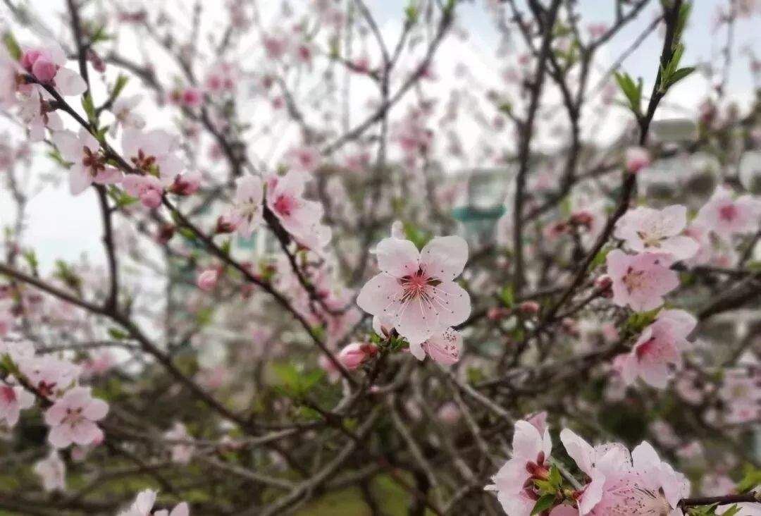 【徐水中医院】节日出行、安全提示