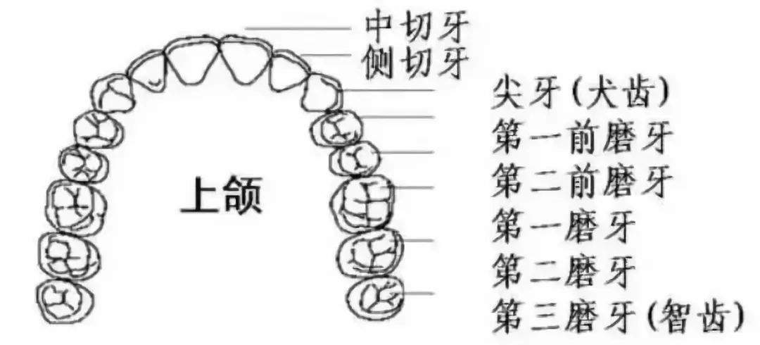 警惕，一条黑线可能吞噬你整颗牙！