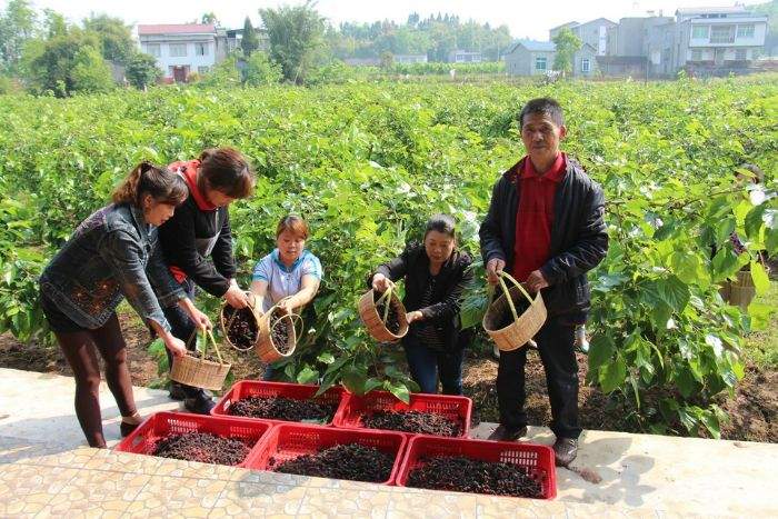 我区第五届桑葚采摘节开幕