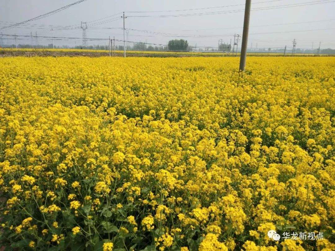 第二届中国濮阳（华龙）牡丹文化节暨第三届油菜花节盛大开幕