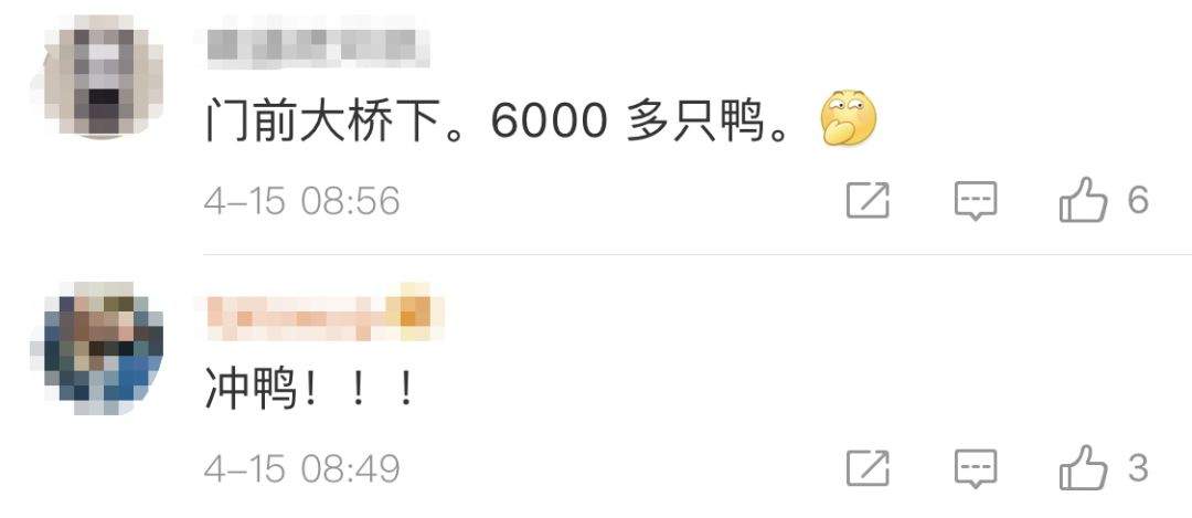 女子赶6000只鸭子觅食！场面太壮观，网友：听到下课铃声的我