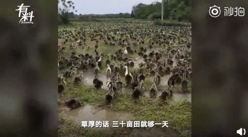 女子赶6000只鸭子觅食！场面太壮观，网友：听到下课铃声的我