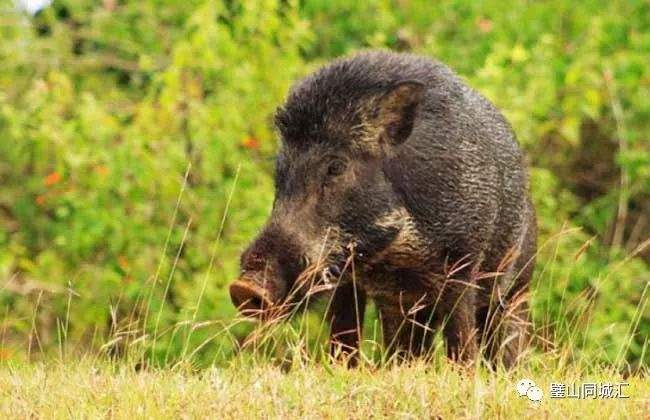 璧山野猪咬伤饲养主人“出逃”了……